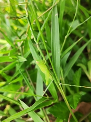 Pseudoxya diminuta