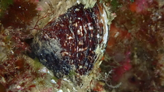 Modiolus modiolus