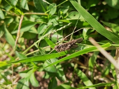 Trilophidia annulata