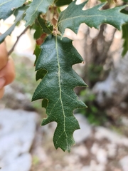 Quercus cerris