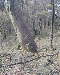 Ptilonorhynchus violaceus violaceus