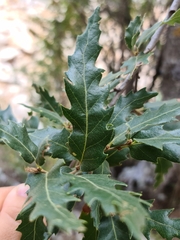 Quercus cerris