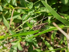 Trilophidia annulata