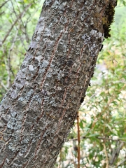 Quercus cerris