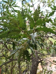 Quercus cerris