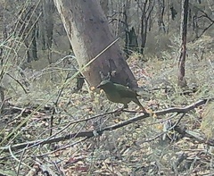 Ptilonorhynchus violaceus violaceus