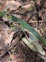 Lyperanthus serratus