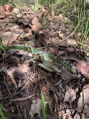 Lyperanthus serratus