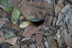 Lexias pardalis jadeitina