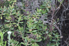 Crassula cultrata