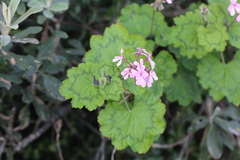 Pelargonium zonale