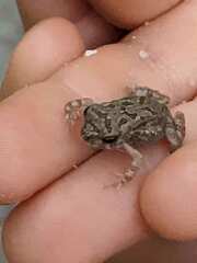 Anaxyrus fowleri