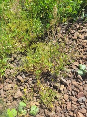 Potentilla thuringiaca