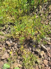 Potentilla thuringiaca