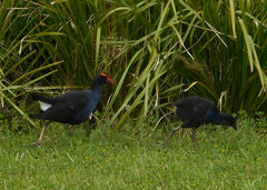 Porphyrio melanotus melanotus