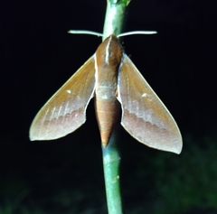 Theretra pallicosta