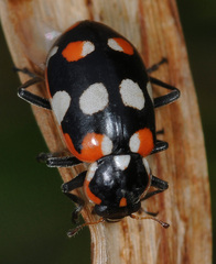 Eriopis connexa