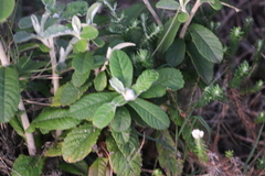 Tarchonanthus littoralis