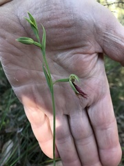 Calochilus paludosus