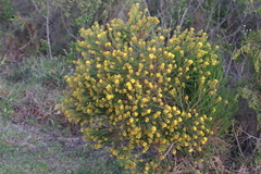 Euryops virgineus