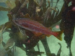 Pollachius pollachius
