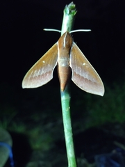 Theretra pallicosta