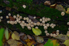 Apioperdon