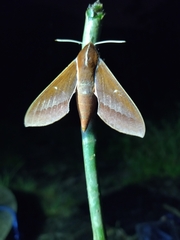 Theretra pallicosta
