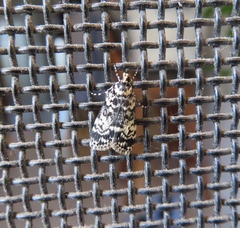 Scoparia exhibitalis