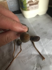 Psilocybe semilanceata