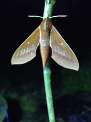 Theretra pallicosta