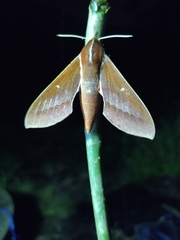 Theretra pallicosta