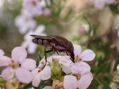 Stomorhina