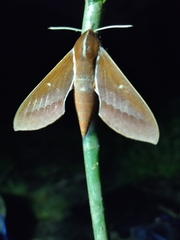 Theretra pallicosta