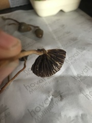 Psilocybe semilanceata