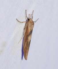 Calamidia hirta