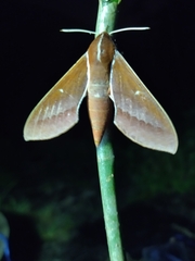Theretra pallicosta