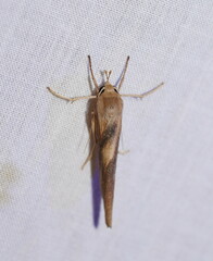 Calamidia hirta
