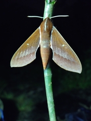 Theretra pallicosta