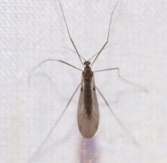 Trichoceridae