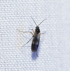 Sciaroidea
