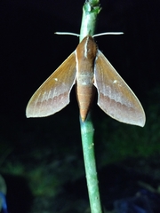 Theretra pallicosta