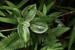 Tripterospermum nienkui