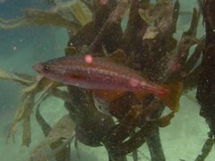 Pollachius pollachius