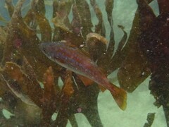 Pollachius pollachius