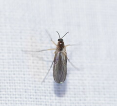 Sciaroidea