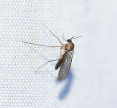 Sciaroidea