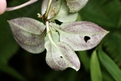 Tripterospermum nienkui