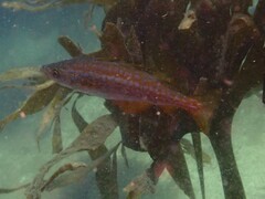 Pollachius pollachius