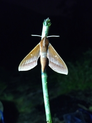 Theretra pallicosta